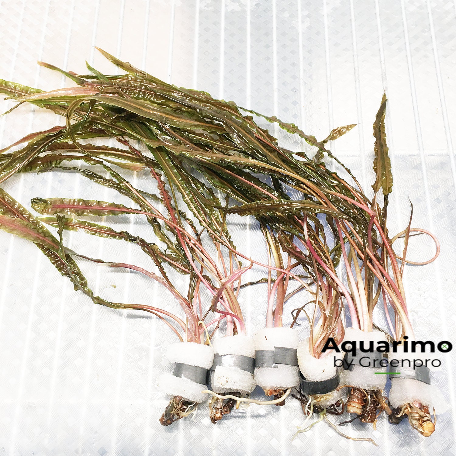 Cryptocoryne retrospiralis bundle pack tropical aquarium live brown tall plant
