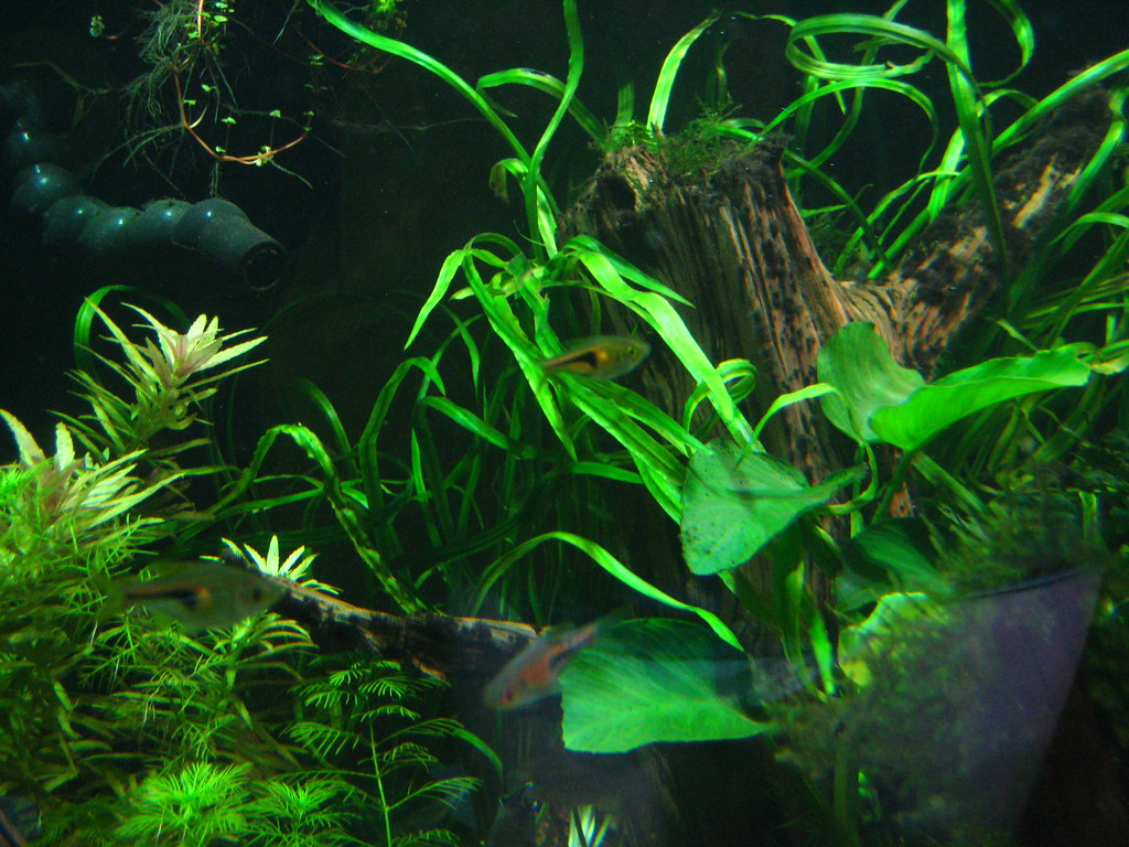 Crypt identification confusion aquatic plant forum