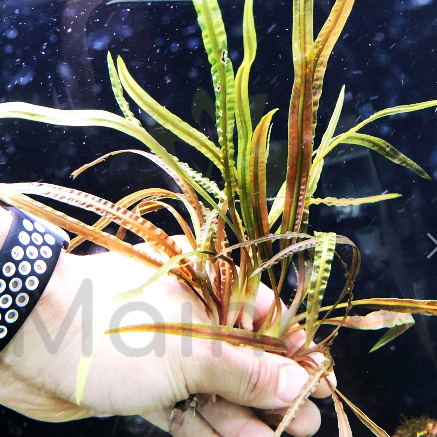 Cryptocoryne retrospiralis rooted bundle freshwater live aquarium plants decoration pet supplies