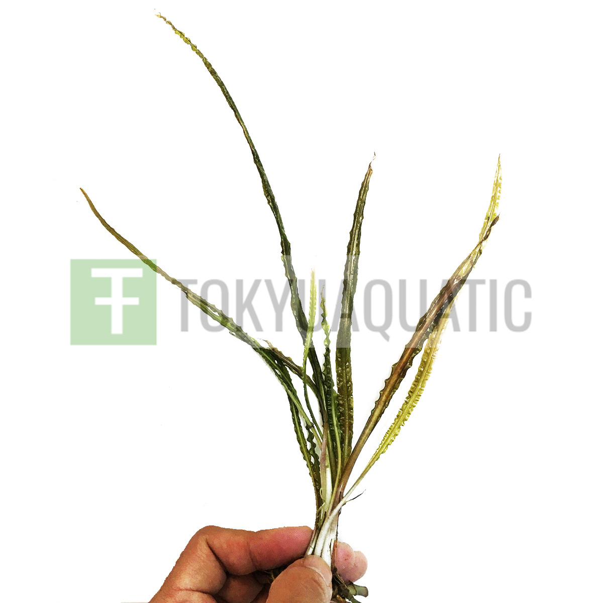 Cryptocoryne retrospiralis bunch crypt spiralis live aquarium plant rare wendtii