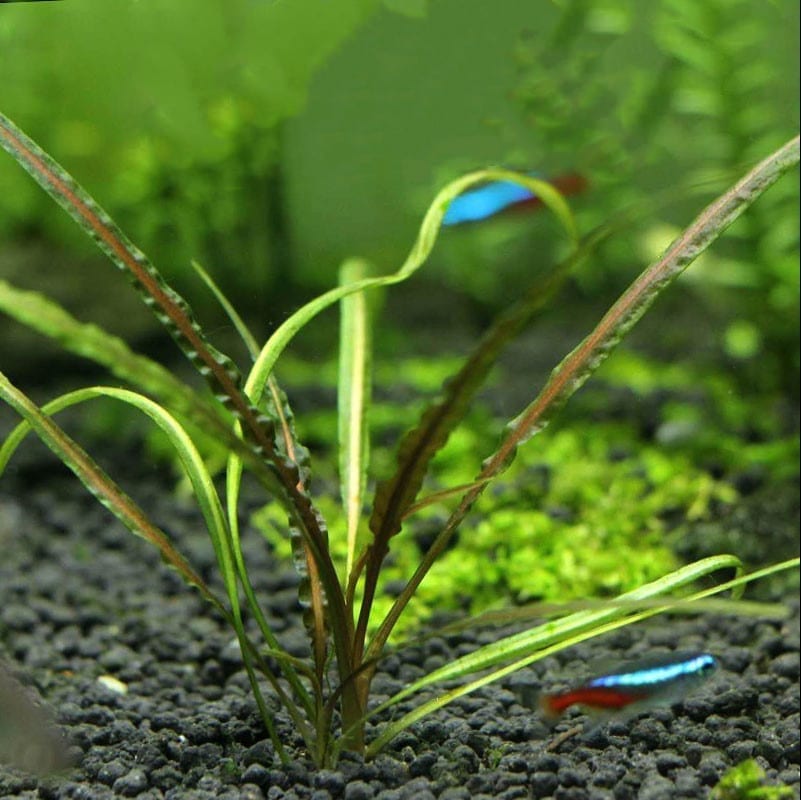 Fountain cryptocoryne cryptocoryne retrospiralis for sale my home nature