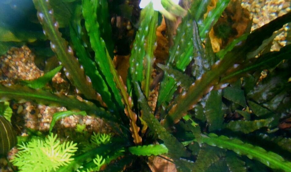 Potted cryptocoryne retrospiralis live aquarium plants planted tank buygetfree