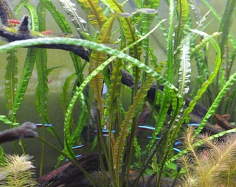 Cryptocoryne retrospiralis bundle pack tropical aquarium live brown tall plant