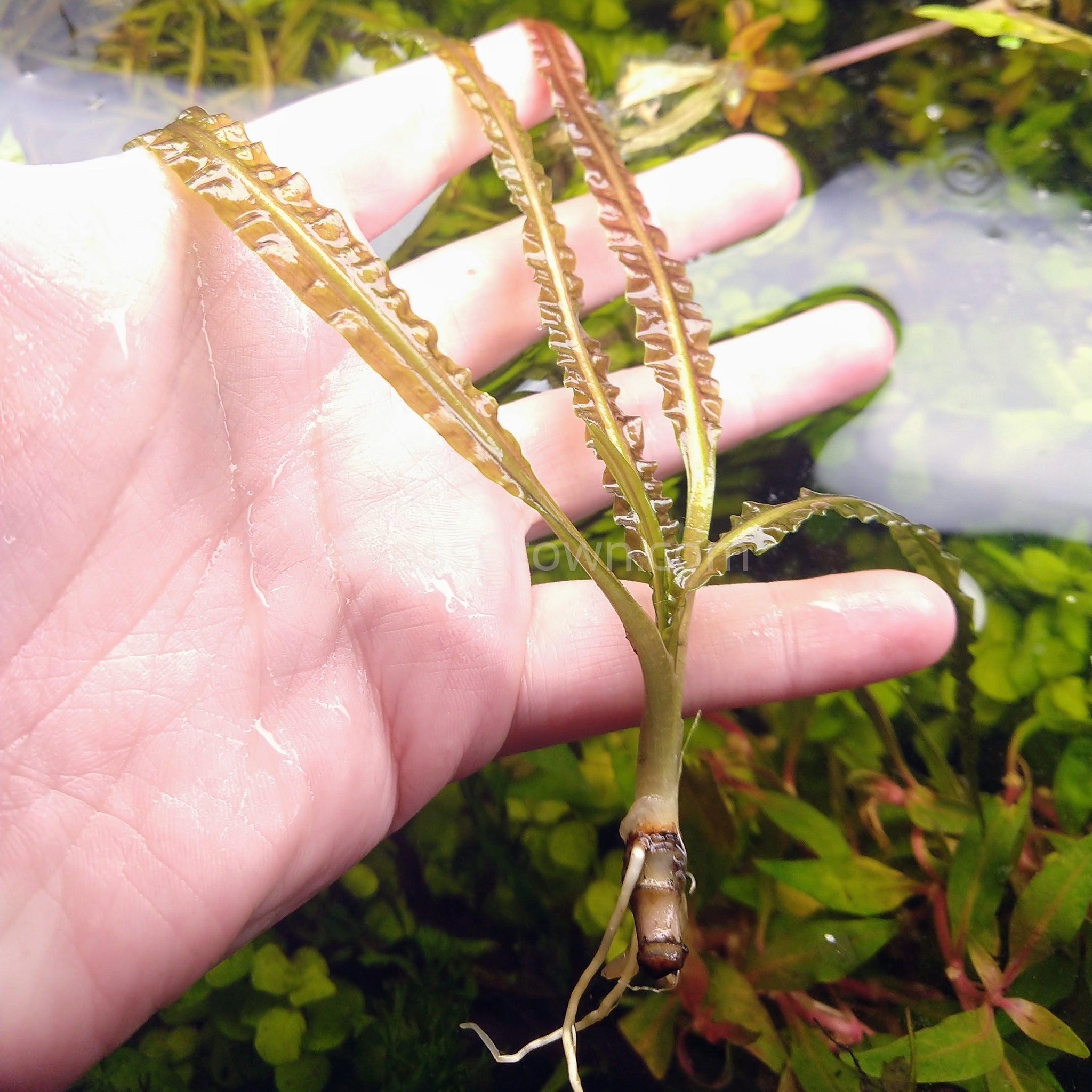 Cryptocoryne retrospiralis â glass grown aquatics