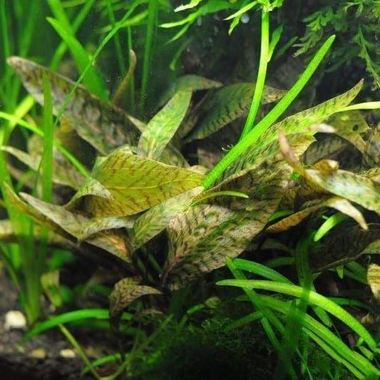 Fountain cryptocoryne cryptocoryne retrospiralis for sale my home nature