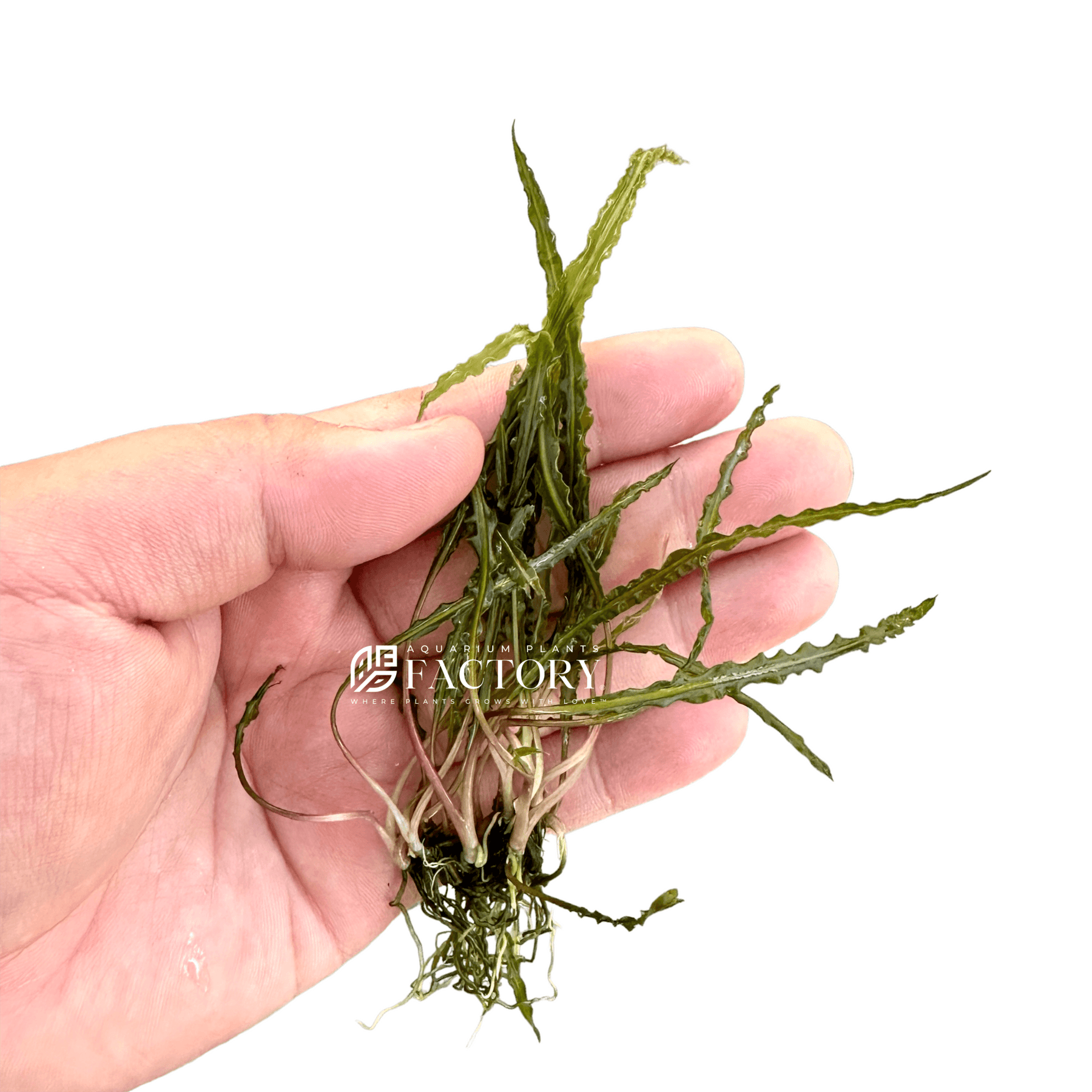 Cryptocoryne retrospiralis apf aquarium plants factory