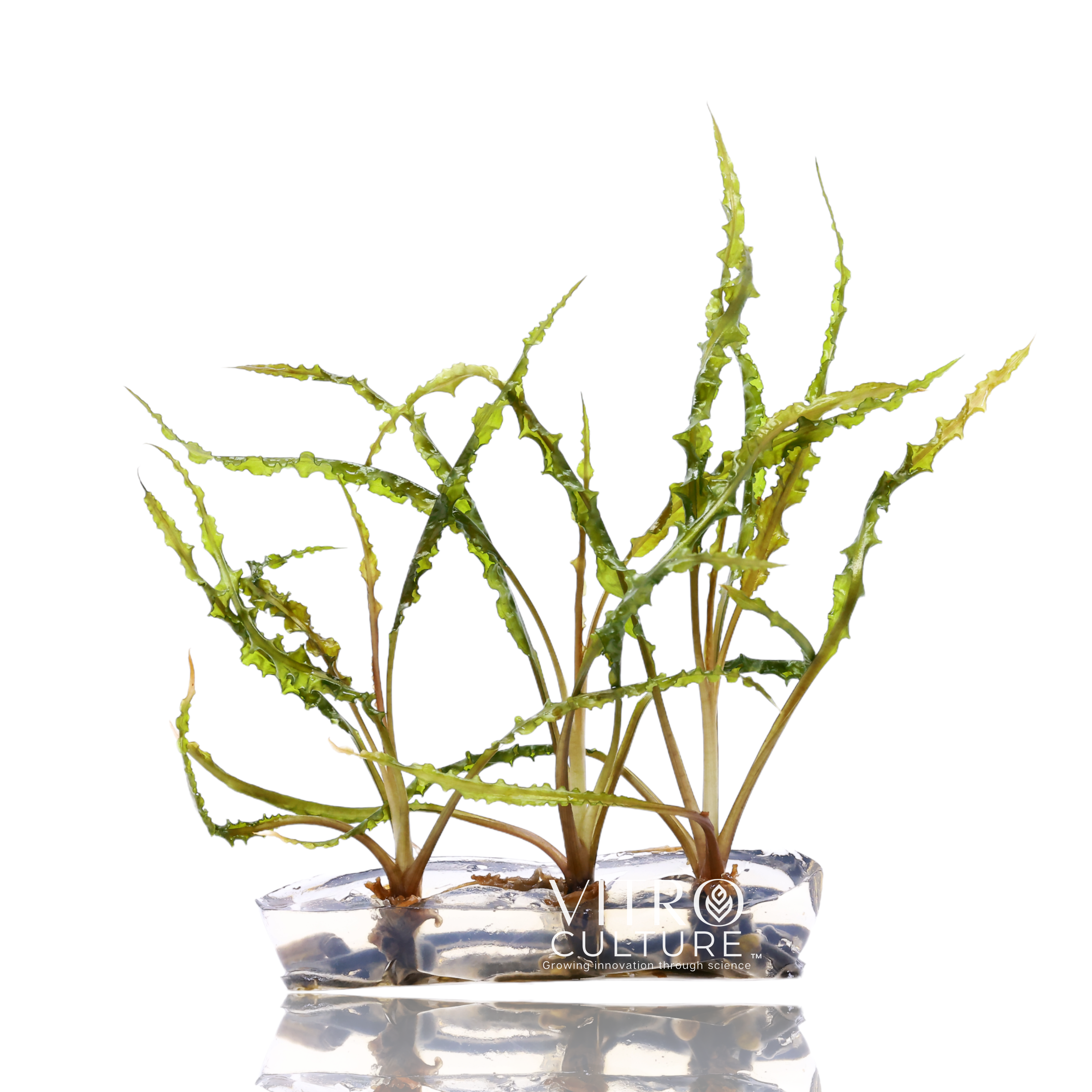 Cryptocoryne spiralis vitro culture crypt aquarium plants