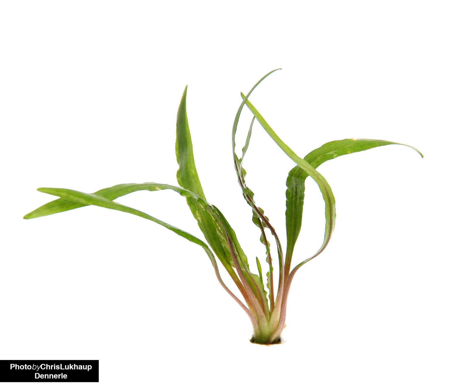 Cryptocorynes water calyxes