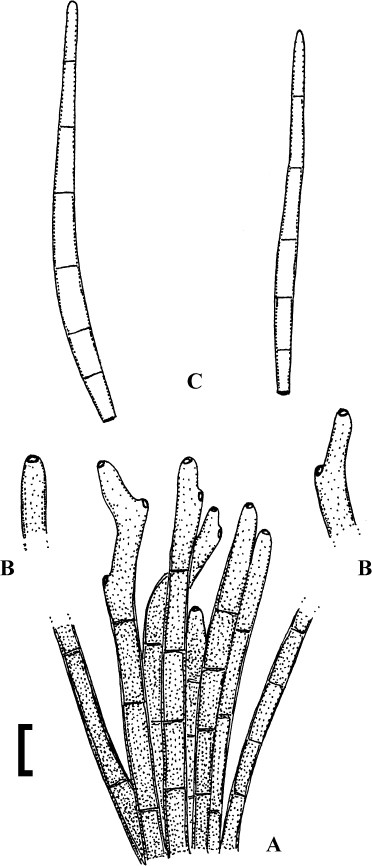 Cercosporoid fungi mycosphaerellaceae species on monocots acoraceae to xyridaceae excluding poaceae ima fungus full text