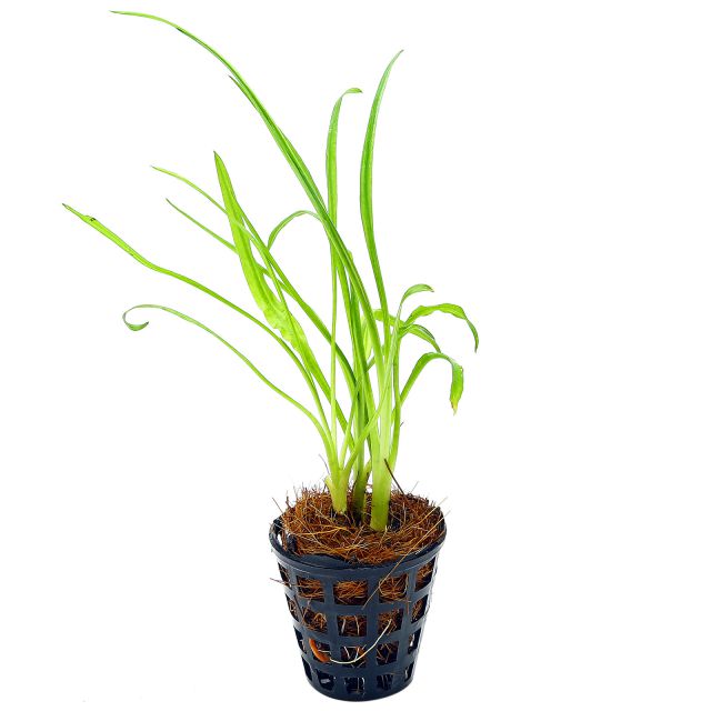 Gramineous plants