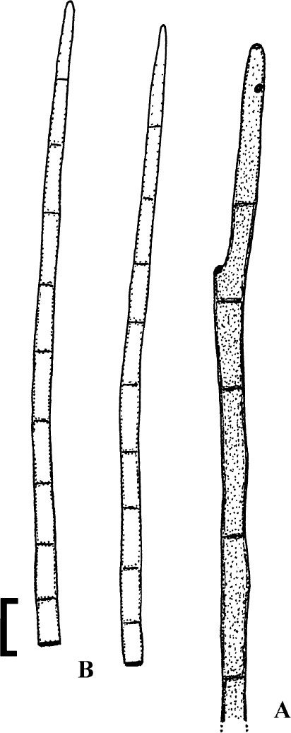 Cercosporoid fungi mycosphaerellaceae species on monocots acoraceae to xyridaceae excluding poaceae ima fungus full text