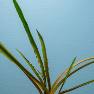 Cryptocoryne retrospiralis bare root