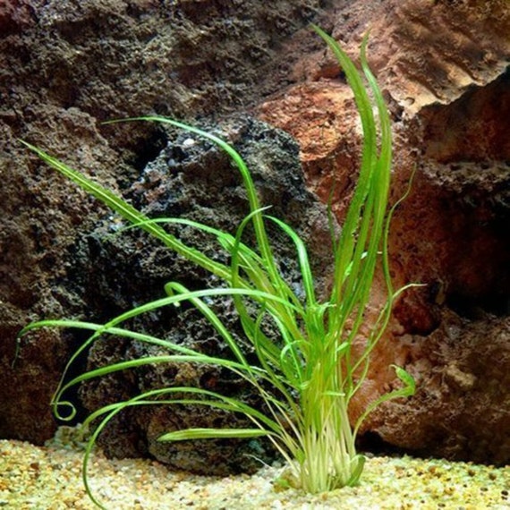 Tall cryptocoryne retrospiralis bundle freshwater aquarium plant decoration tank