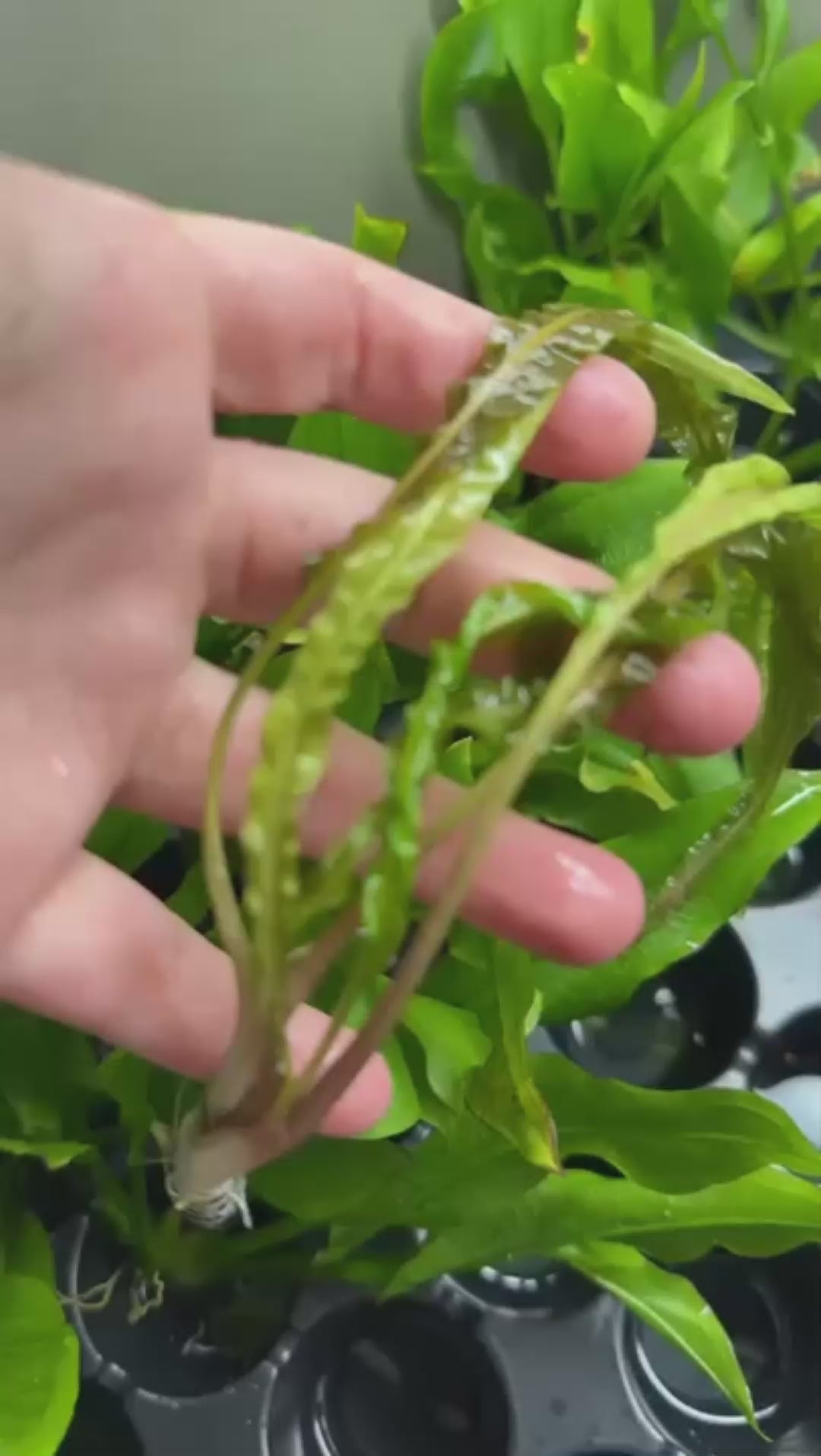 Cryptocoryne retrospiralis â glass grown aquatics