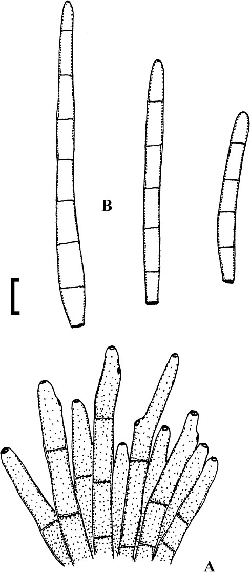Cercosporoid fungi mycosphaerellaceae species on monocots acoraceae to xyridaceae excluding poaceae ima fungus full text