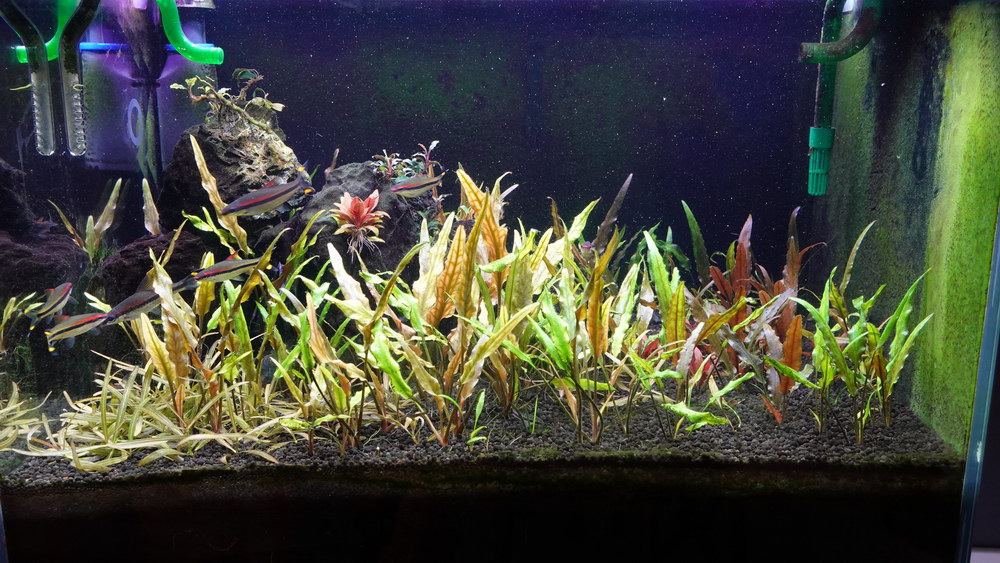 Year cm tank did some maintenance uk aquatic plant society