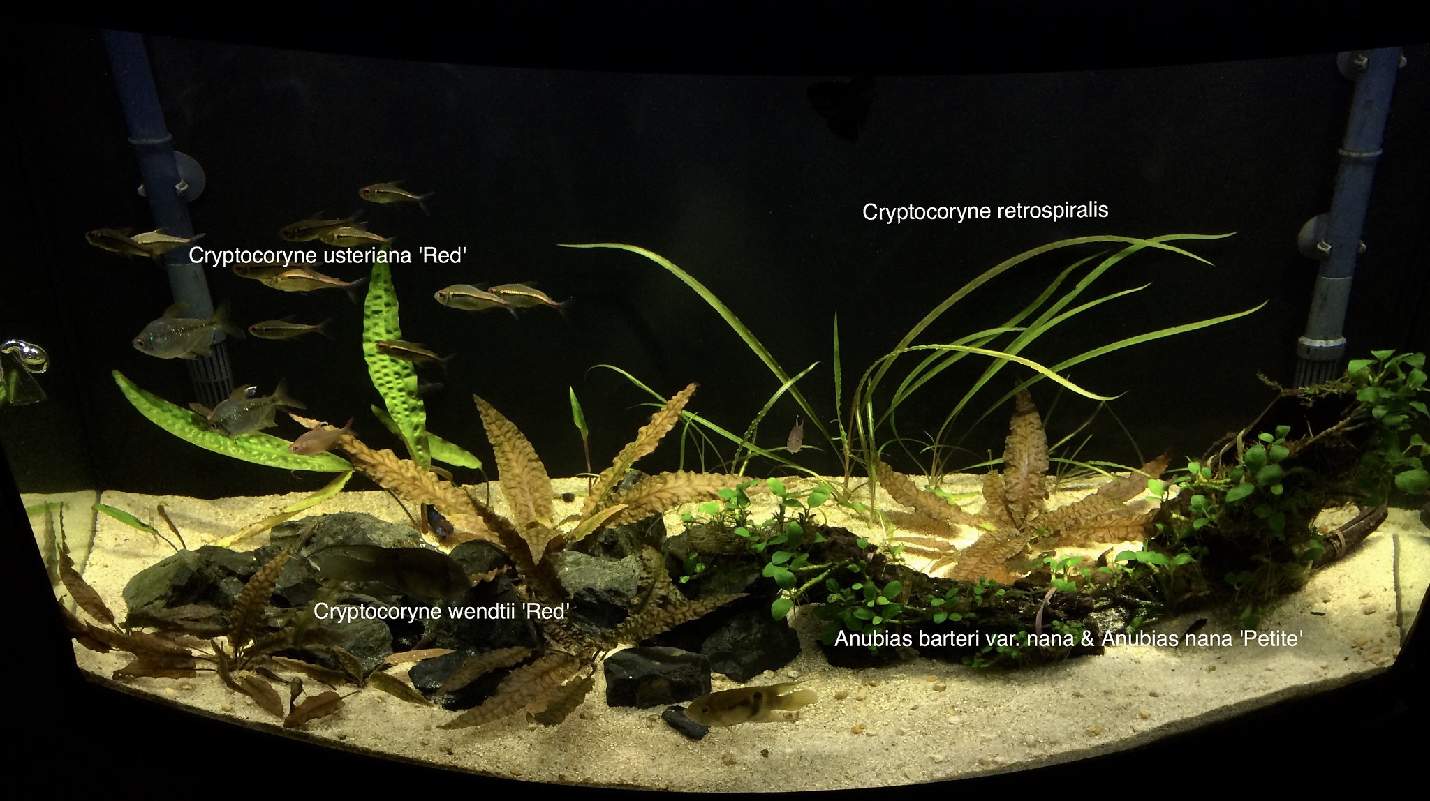 Gallon southeast asia aquarium the planted tank forum