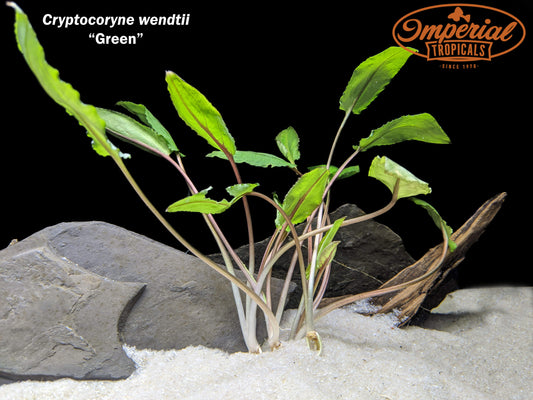 Cryptocoryne retrospiralis