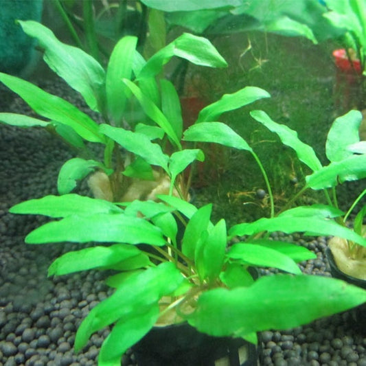 Fountain cryptocoryne cryptocoryne retrospiralis for sale my home nature