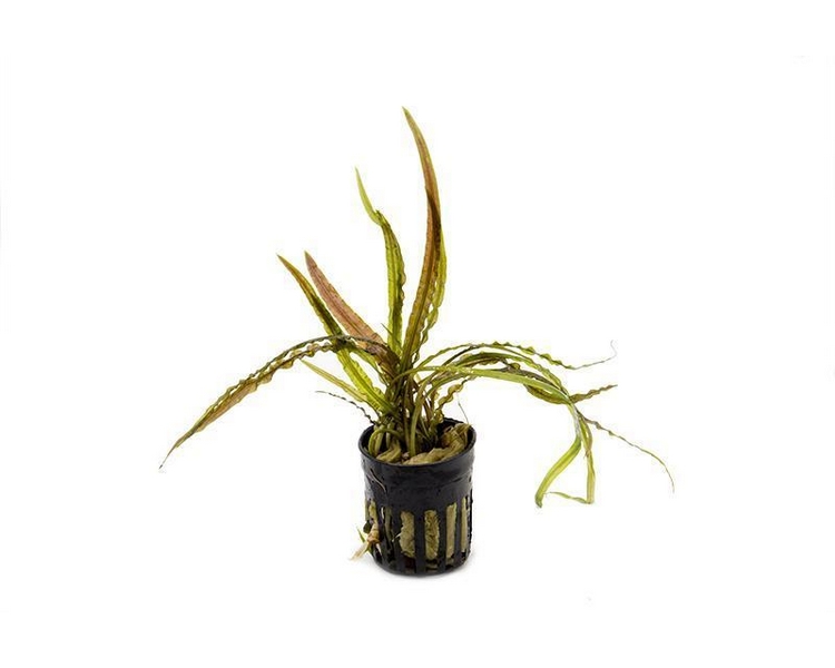 Cryptoryne retrospiralis