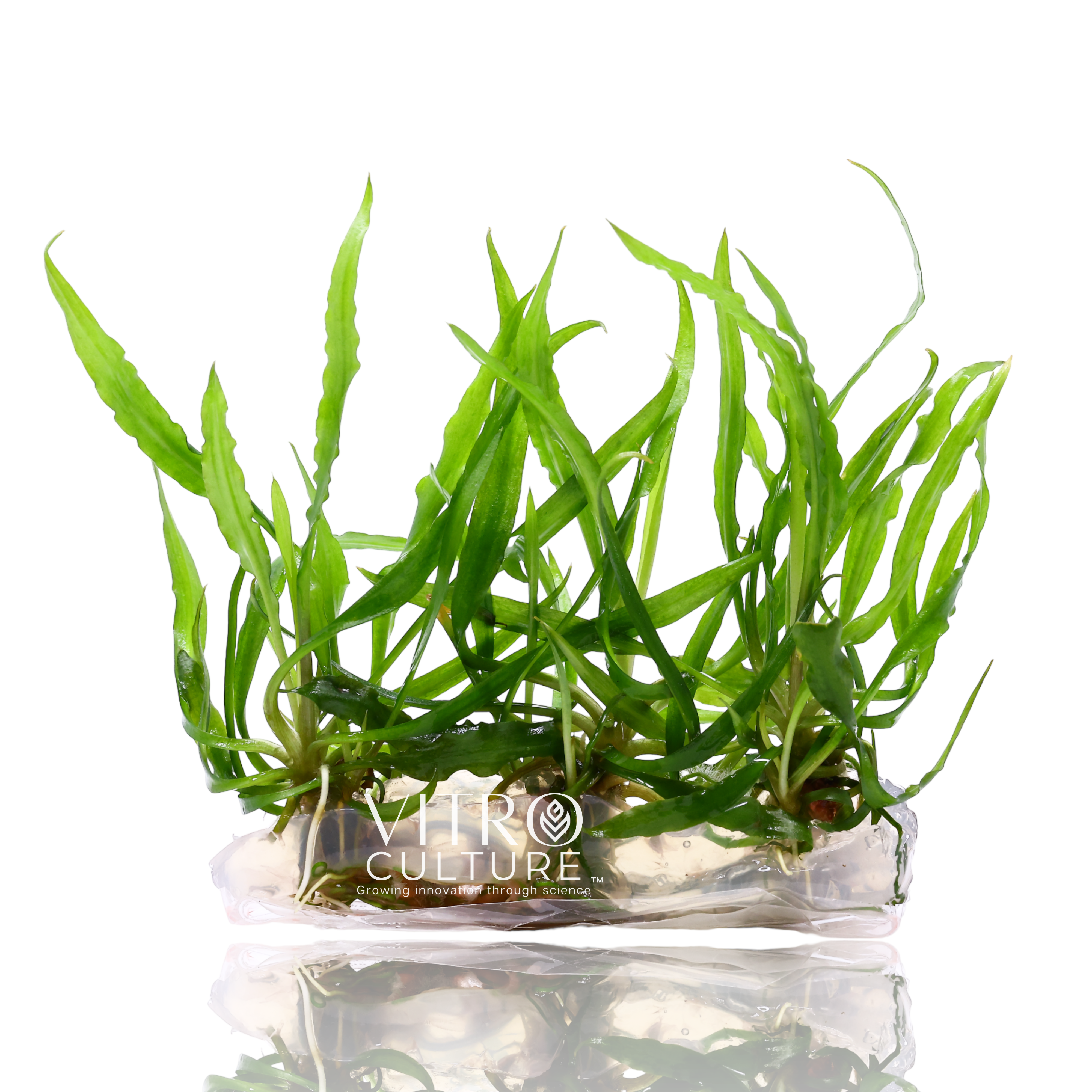 Cryptocoryne spiralis vitro culture crypt aquarium plants