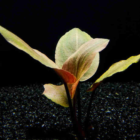 Fountain cryptocoryne cryptocoryne retrospiralis for sale my home nature