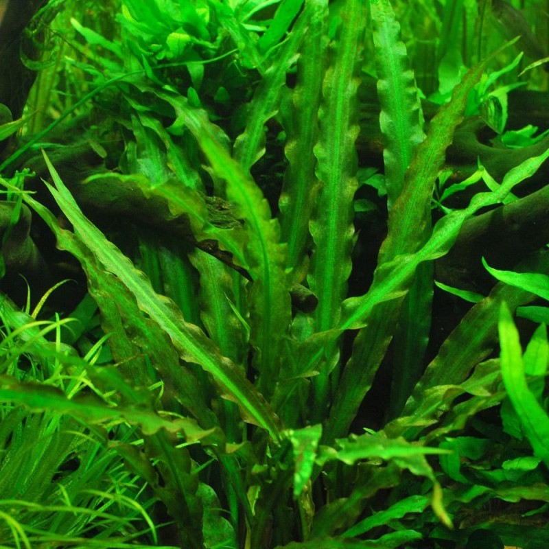 Buy cryptocoryne spiralis green online india at best prices