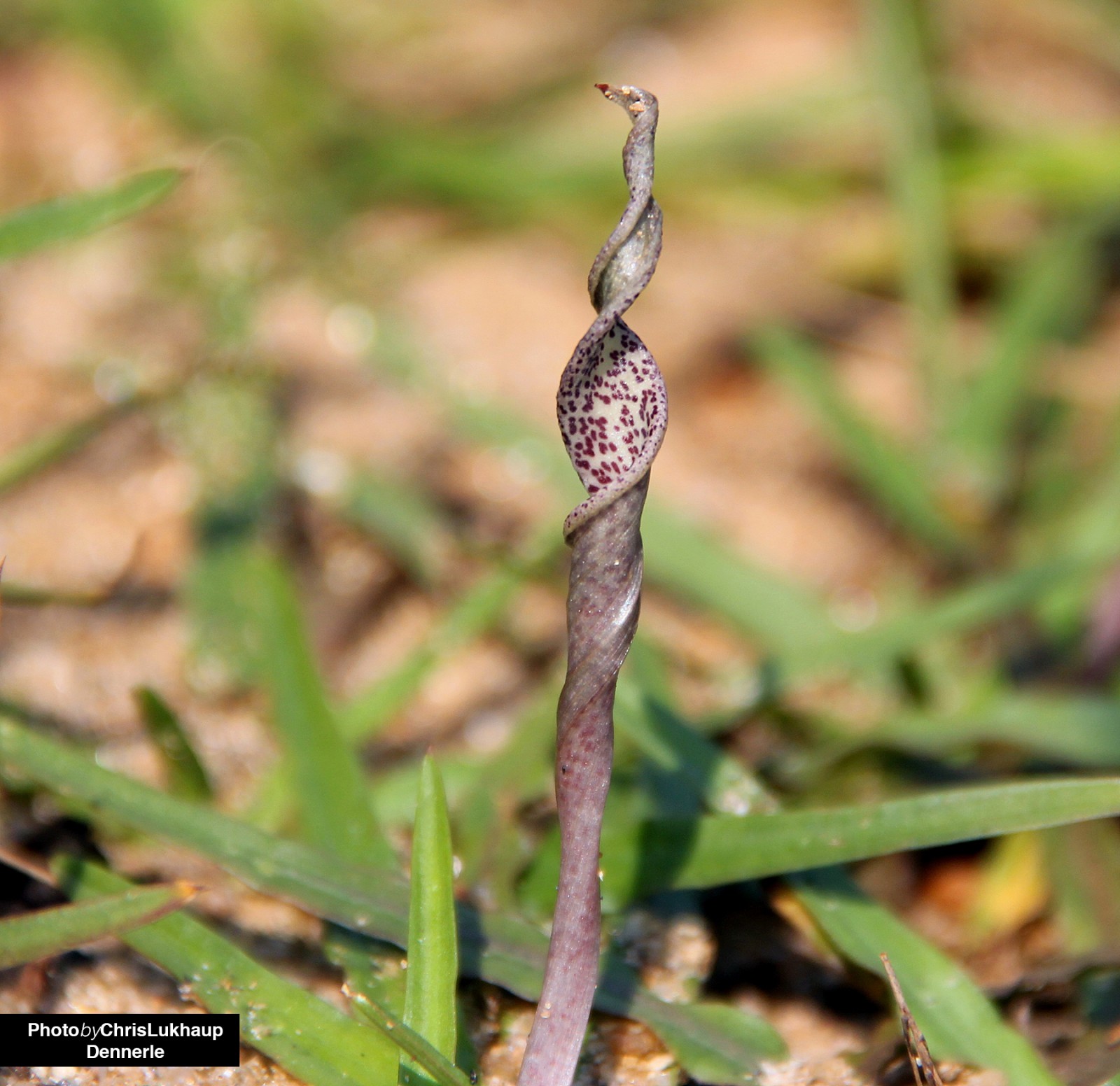 Cryptocorynes water calyxes