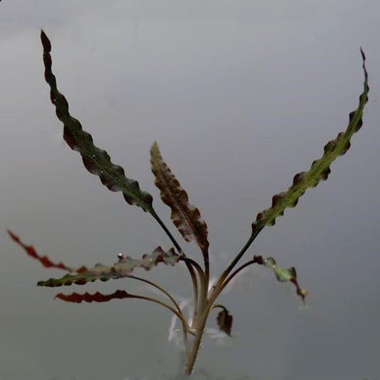 Fountain cryptocoryne cryptocoryne retrospiralis for sale my home nature