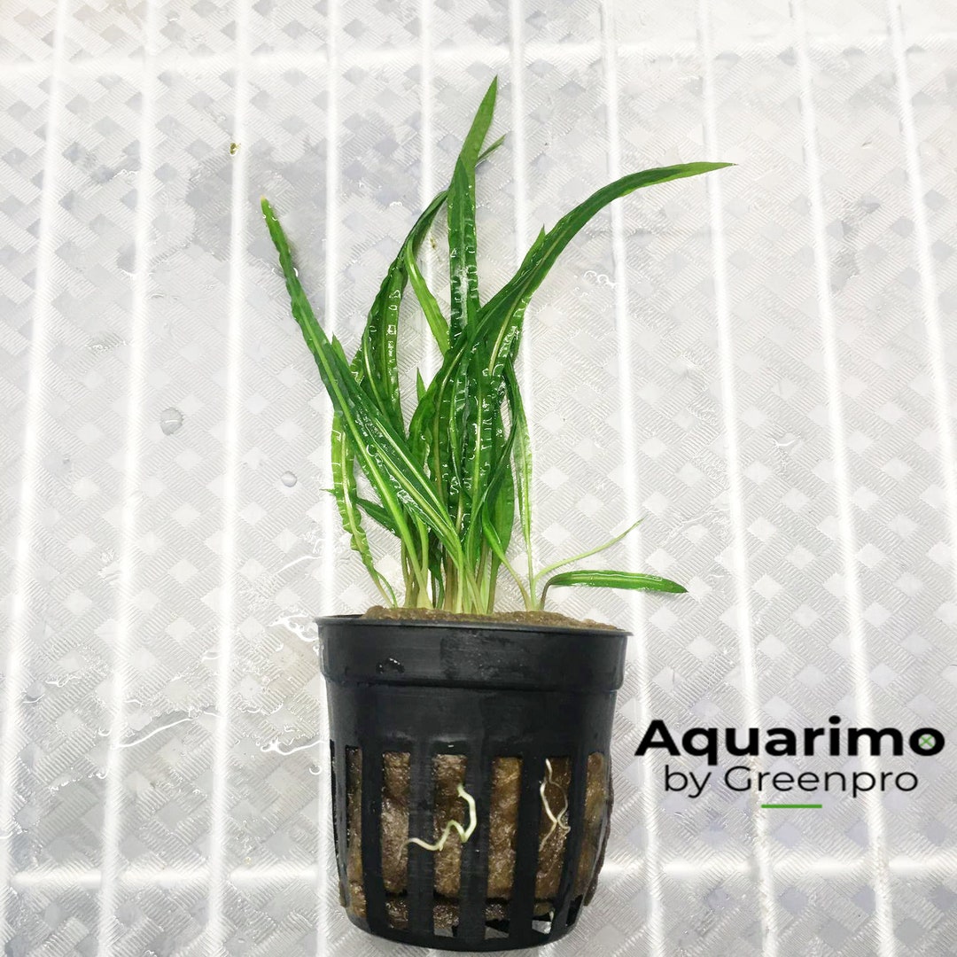 Cryptocoryne balansae potted freshwater aquarium live plant background decorate