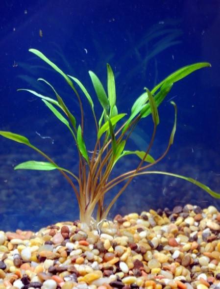 Cryptocoryne retrospiralis