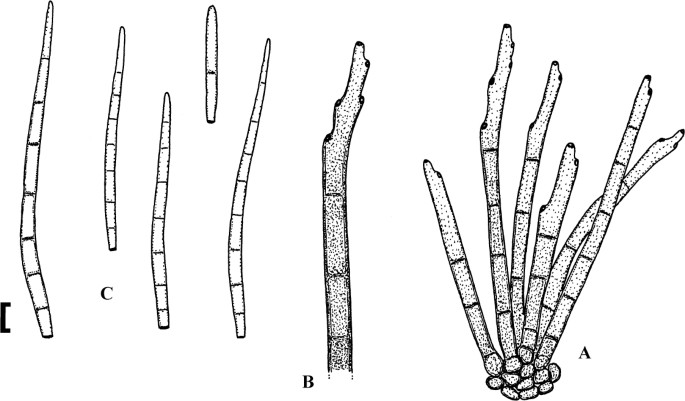 Cercosporoid fungi mycosphaerellaceae species on monocots acoraceae to xyridaceae excluding poaceae ima fungus full text
