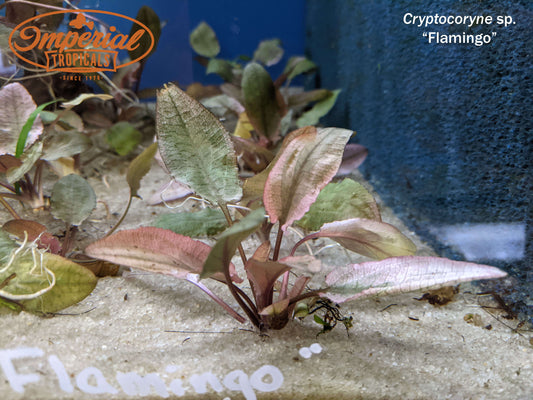 Cryptocoryne retrospiralis