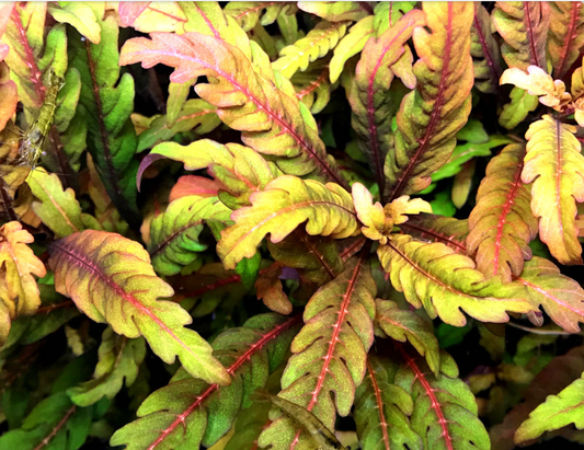 Fountain cryptocoryne cryptocoryne retrospiralis for sale my home nature