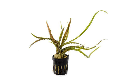 Barclaya longifolia aquarium plant â buce plant