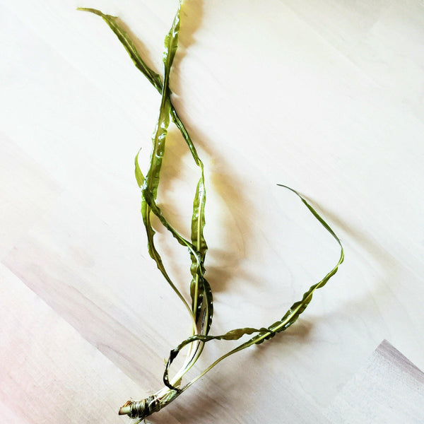 Cryptocoryne aquarium plants windy city aquariums