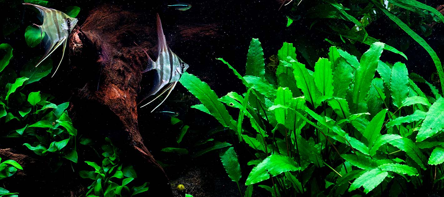 Popular cryptocoryne plants for the planted aquarium green aqua