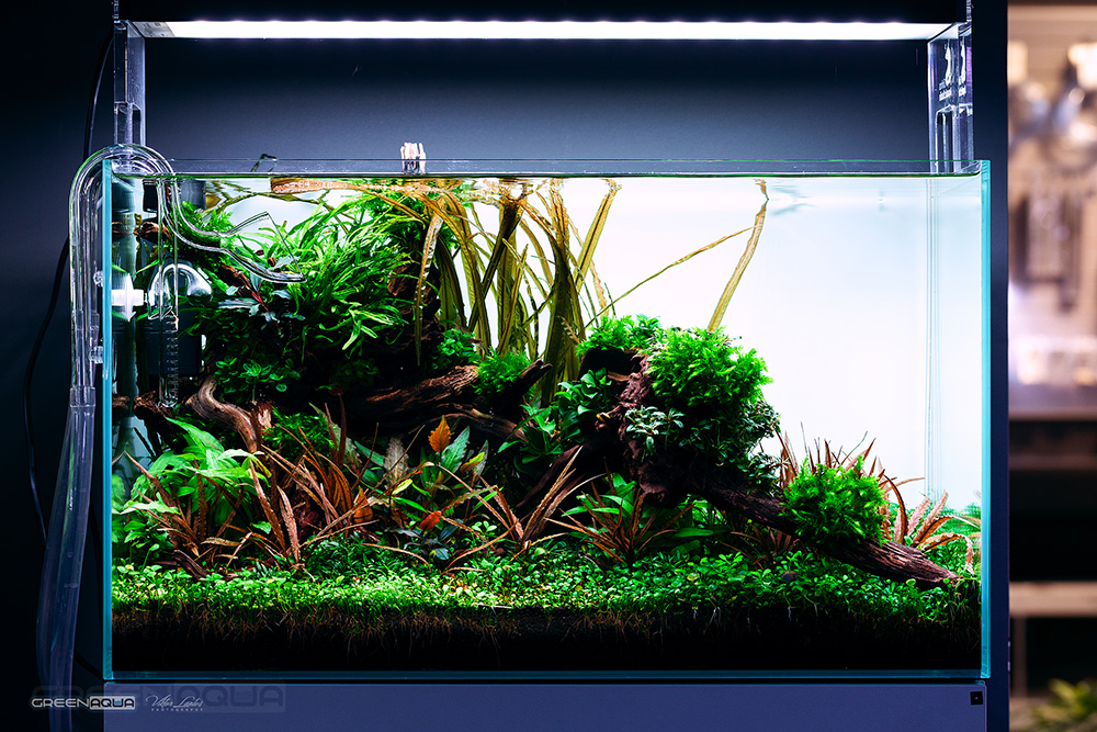 Popular cryptocoryne plants for the planted aquarium green aqua