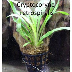 Buy cryptocoryne retrospiralis online india at best prices
