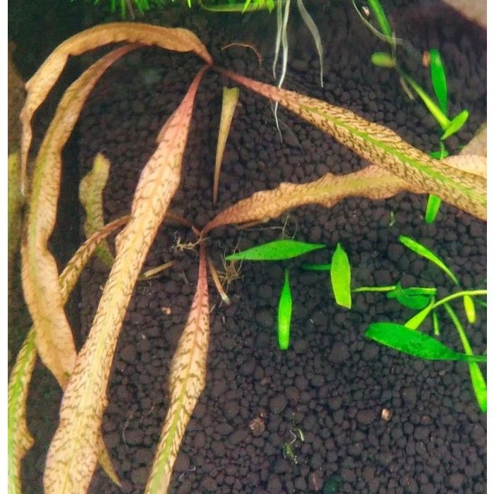 Cryptocoryne spiralis tiger by wwwaquariump