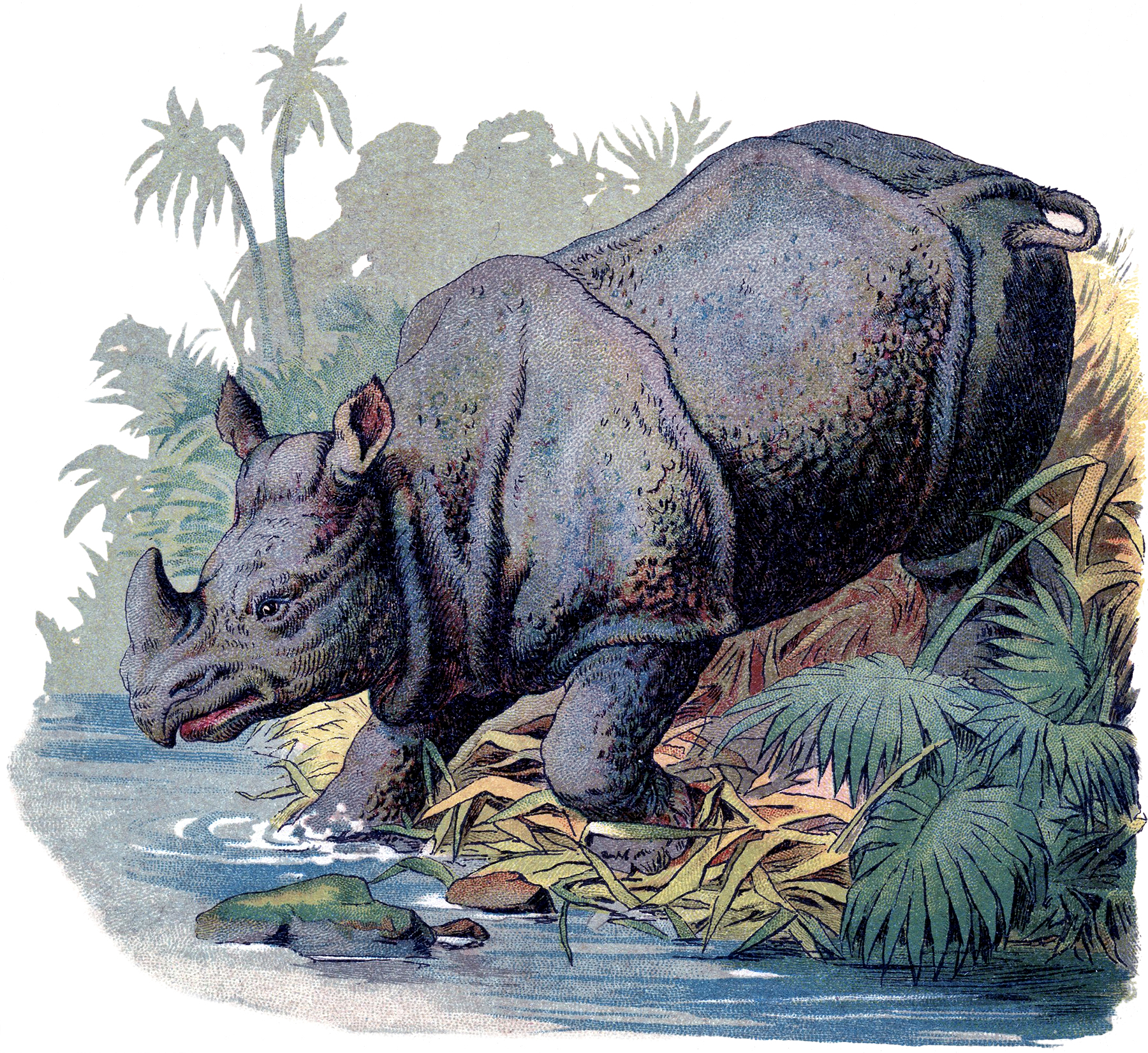 Wild rhino images