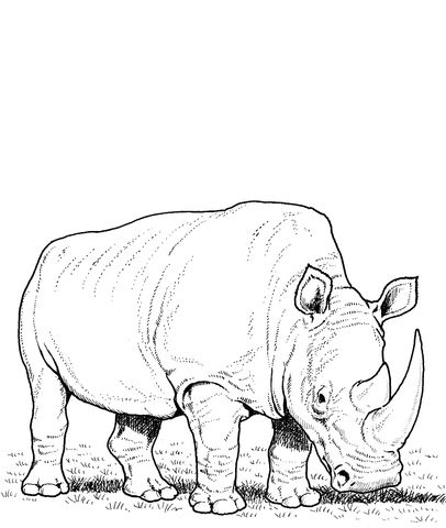 White rhino eating grass coloring page from rhino category select from printable crafts of cartoons nature anâ rhino art animal drawings coloring pages