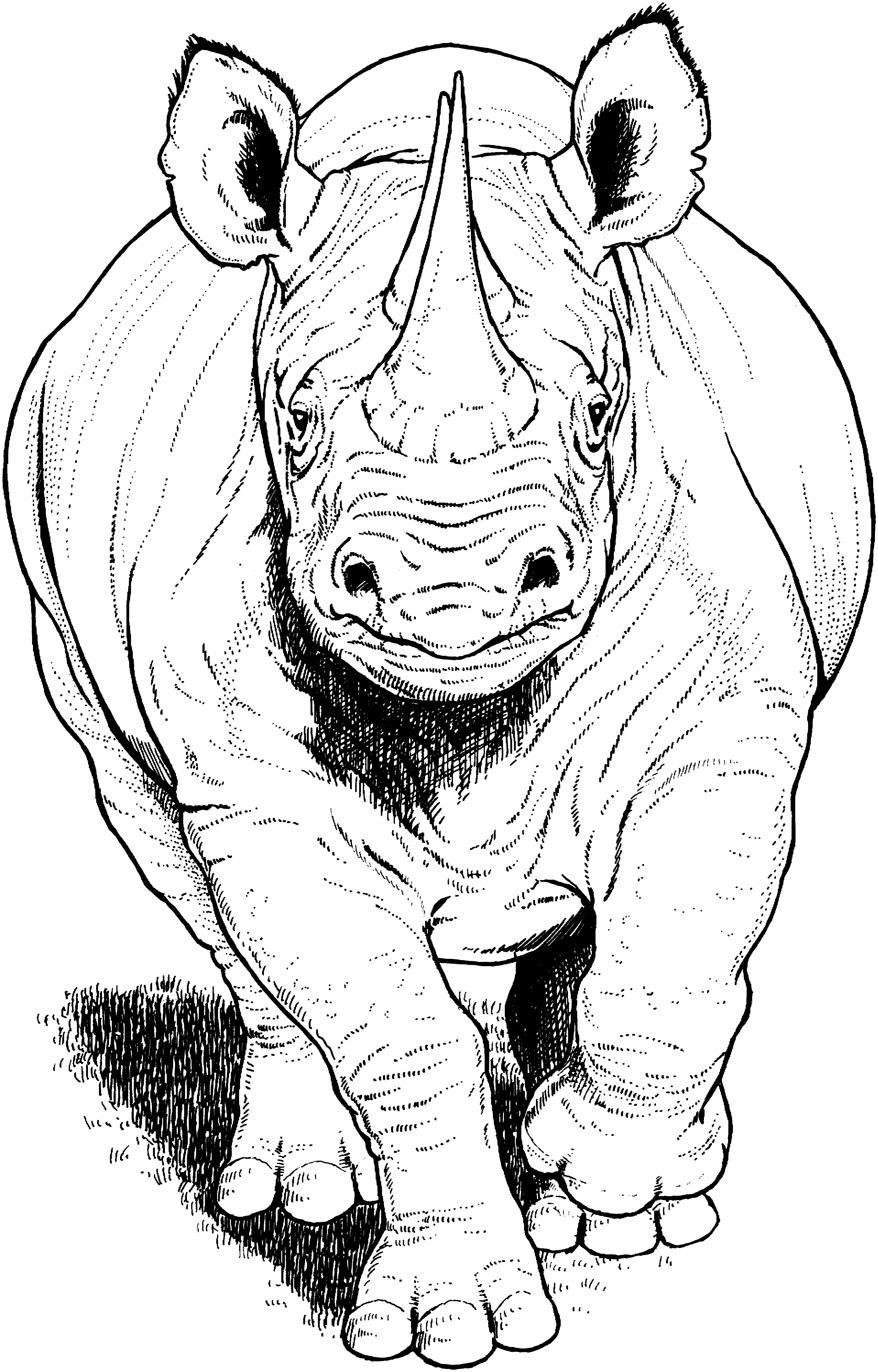 Free rhino coloring pages