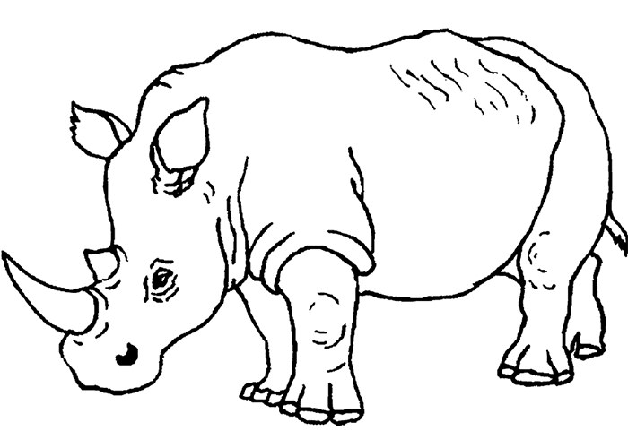 African animal