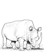 Rhino coloring pages free coloring pages