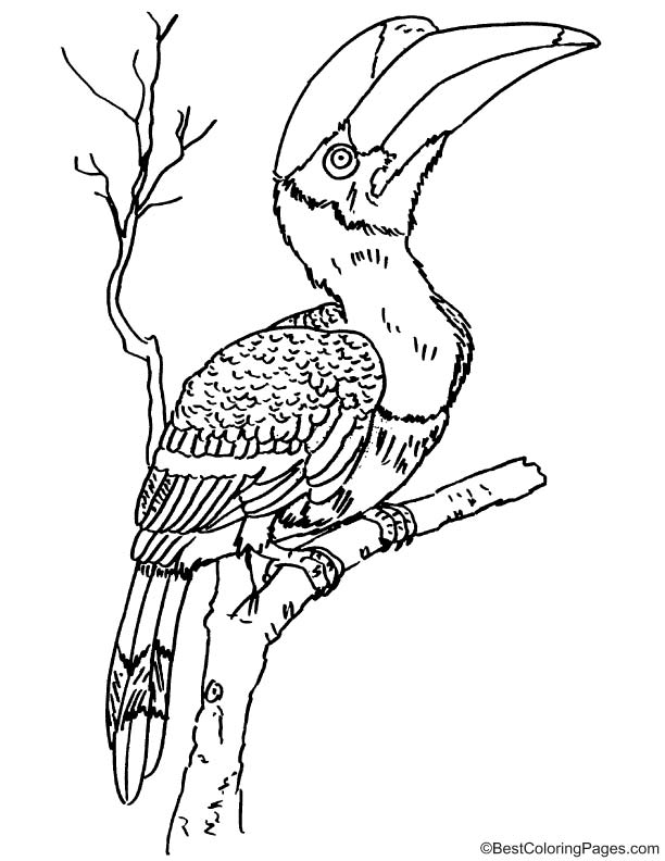 Rhinoceros hornbill coloring page download free rhinoceros hornbill coloring page for kids best coloring pages
