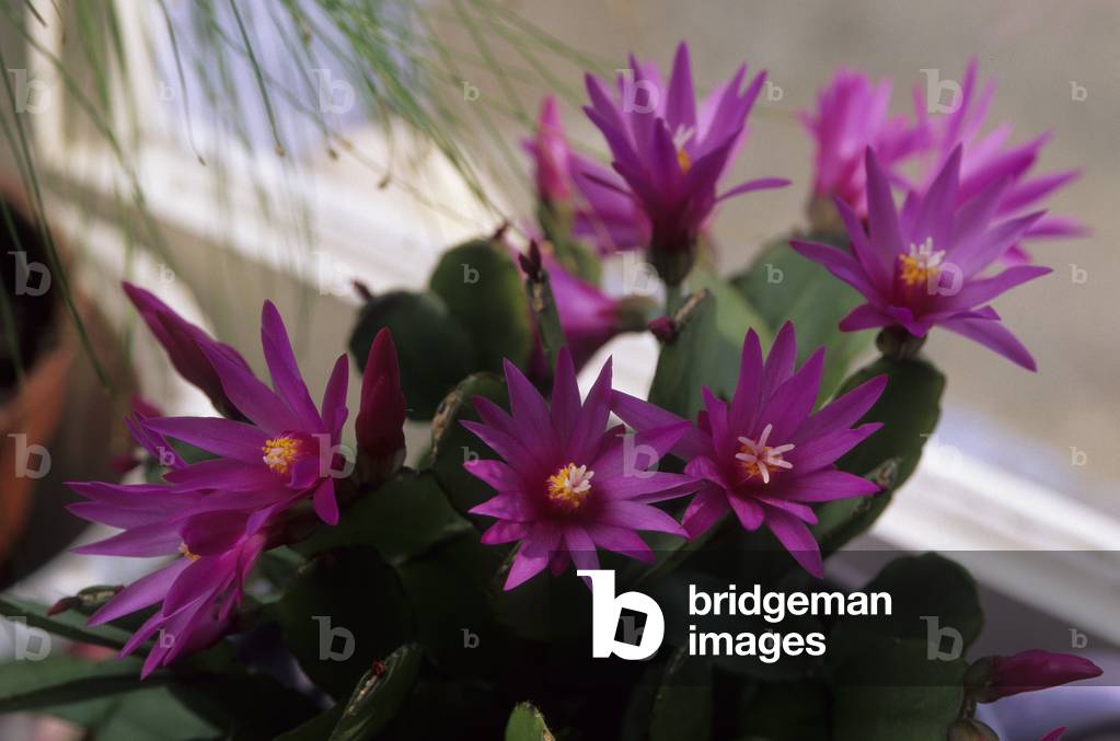 Image of hatiora rosearhipsalidopsis roseaeaster cactus