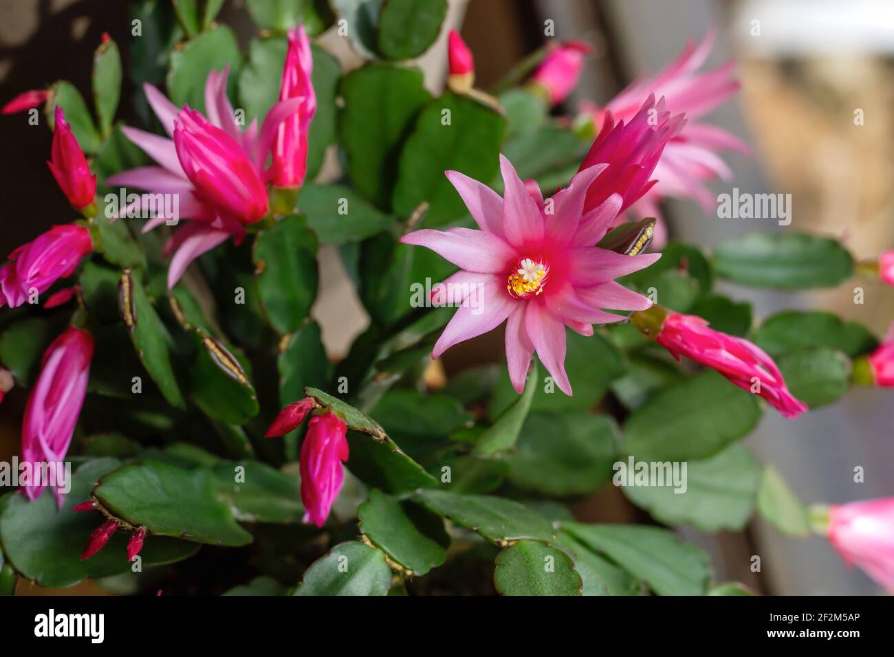 Hatiora rosea or rose easter cactus succulent plant pink flowers blooming stock photo