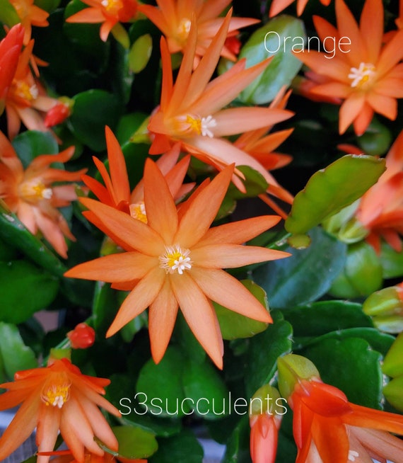 Easter cactus pink orange red live plant rooted rhipsalidopsis hatiora