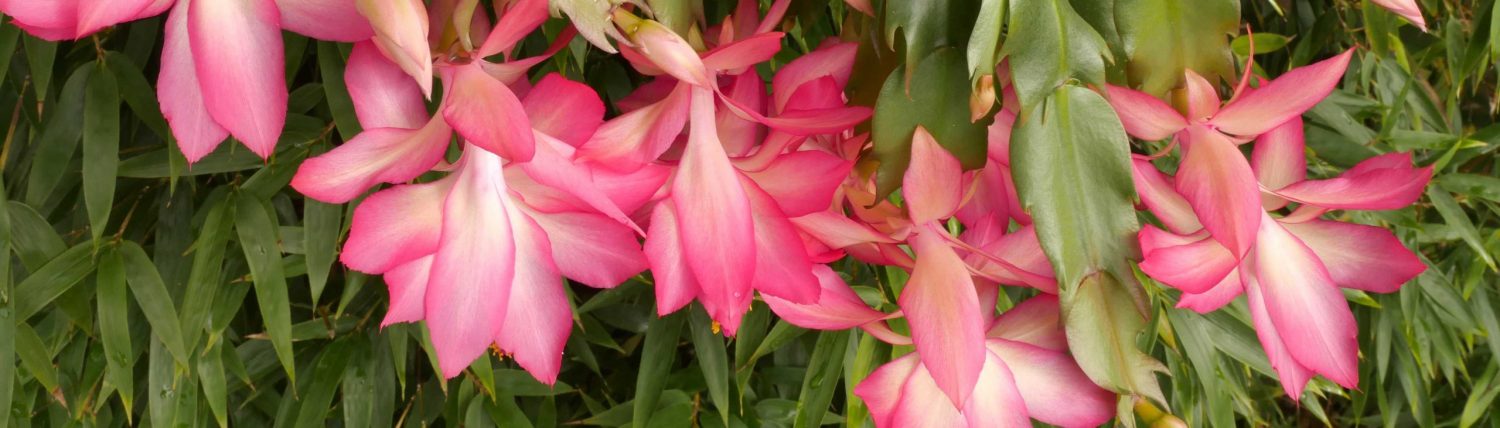Rhipsalidopsis rosea